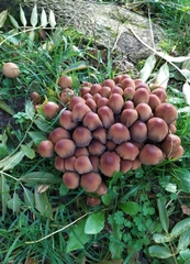 Britzelmayria multipedata