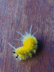 Lophocampa annulosa