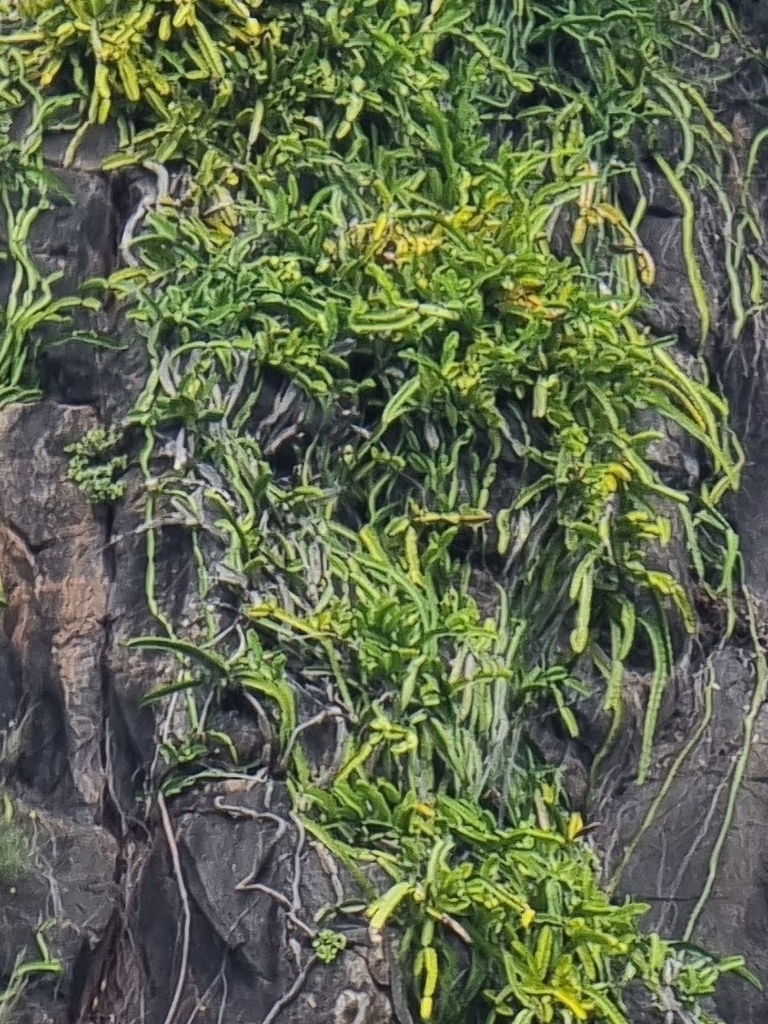 Selenicereus undatus, Ponta do Sol, Portugal