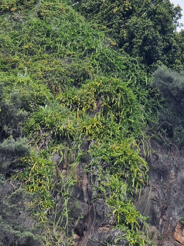 Selenicereus undatus