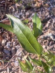 Smilax auriculata