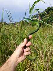 Philothamnus occidentalis