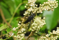 Mydidae