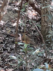 Pterorhinus pectoralis