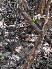 Pterorhinus pectoralis