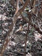 Pterorhinus pectoralis