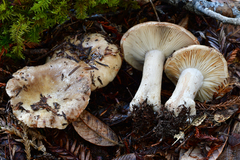 Russula densifolia