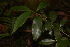Litsea reticulata