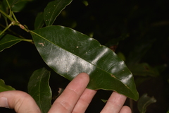 Litsea reticulata