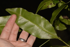 Litsea reticulata