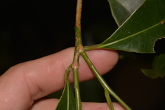 Litsea reticulata