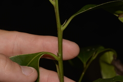 Litsea reticulata