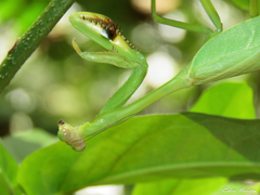 Stagmatoptera