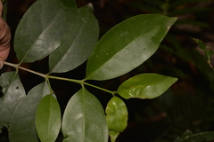 Cyclophyllum