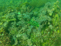 Epinephelus labriformis