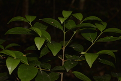 Cyclophyllum
