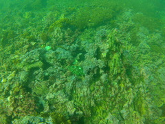 Epinephelus labriformis