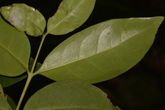 Cyclophyllum