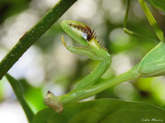 Stagmatoptera