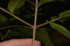 Cyclophyllum