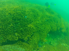 Epinephelus labriformis