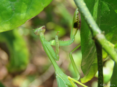 Stagmatoptera