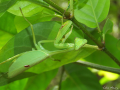 Stagmatoptera