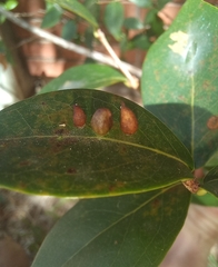 Clinodiplosis profusa