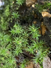 Polytrichum formosum