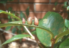 Clinodiplosis profusa