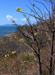 Cochlospermum gillivraei