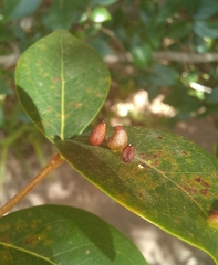 Clinodiplosis profusa