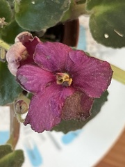 Streptocarpus ionanthus