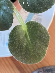 Streptocarpus ionanthus