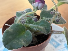 Streptocarpus ionanthus