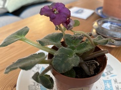 Streptocarpus ionanthus