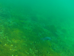 Arothron meleagris