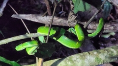 Bothriechis lateralis