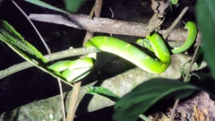 Bothriechis lateralis