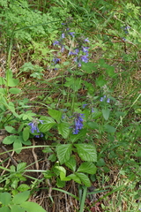 Dracocephalum nutans