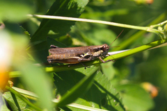 Paroxya atlantica