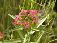 Collomia biflora