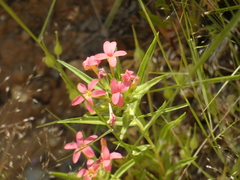 Collomia biflora