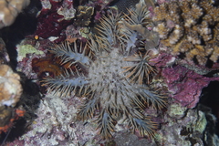 Acanthaster