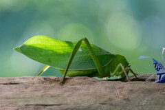 Steirodon