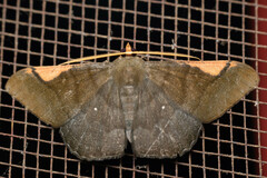 Sphacelodes vulneraria