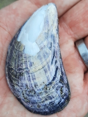Mytilus edulis