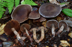Cortinarius cisqhale