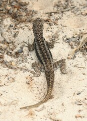 Microlophus barringtonensis