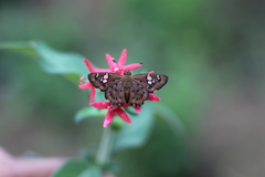 Coladenia indrani